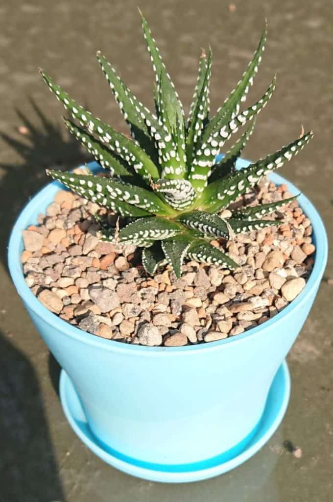 How to save a zebra succulent with brown leaf tips