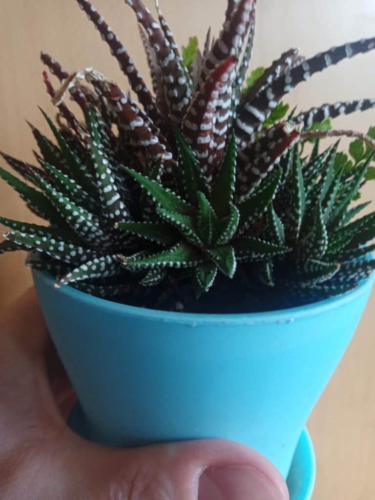 zebra succulents