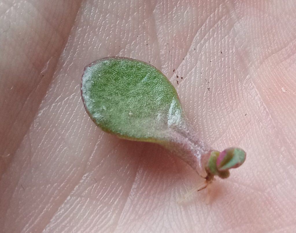 Jade plant propagation