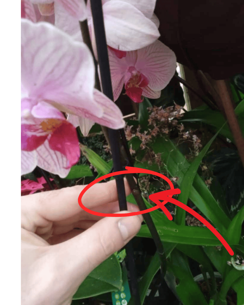 Orchid node.