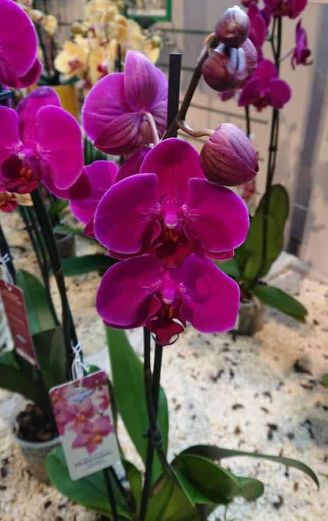 Orchid.